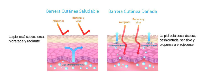 Skin Barrier revoluciona la cura de la pell des de l'interior